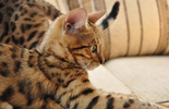 Bengal Cat rosetted